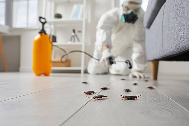 Post-Treatment Bed Bug Interceptor Monitoring in Deerfield